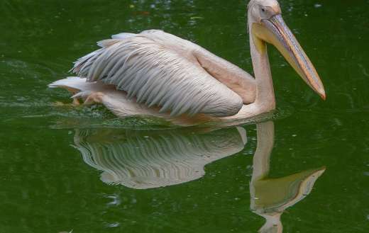 Pelican bird animal