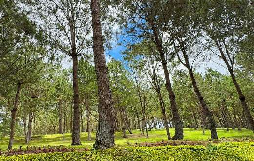 Pine trees belong to the genus pinus evergreen conifers