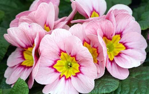 Primroses known cowslips in Dutch