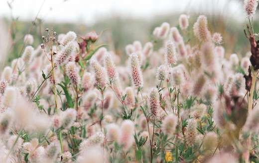 Rabbit foot clover also known hares foot clover