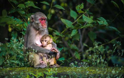 Rhesus monkey with her young