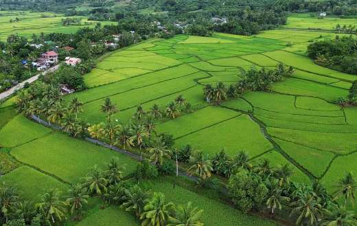Rice field somewhere Bohol Philippines