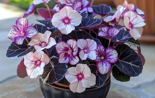 Streptocarpus online
