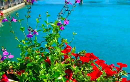 Vibrant flower box against water