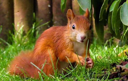 Wildlife orange squirrel rodent