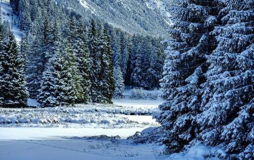 Winter nature landscape pine trees