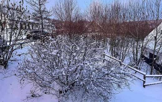 Winter snow in tree branches