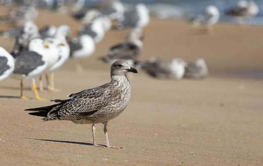 Yellow legged gull with light gray back