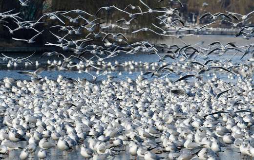 2023 picture gulls in lake Bucharest