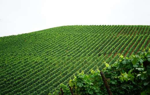 A vineyard where grapevines