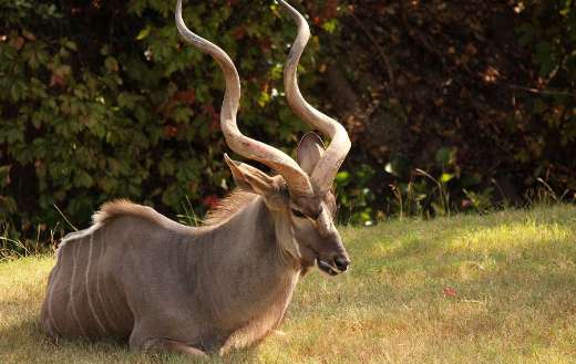 Africa horn kudu