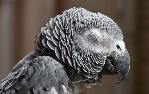 African grey parrot