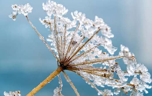 American cow parsnip covered in ice