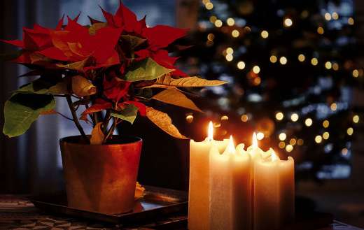 Christmas still life with poinsettia and burning candles