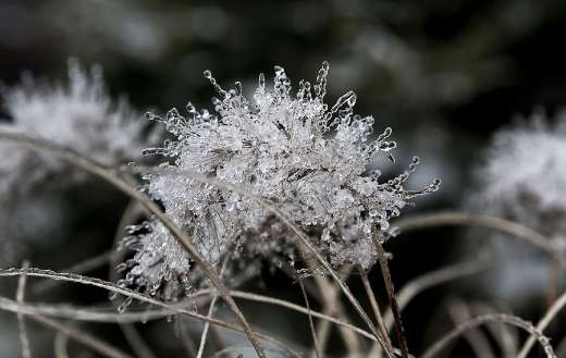 Close up of plant material covered with ice deposits