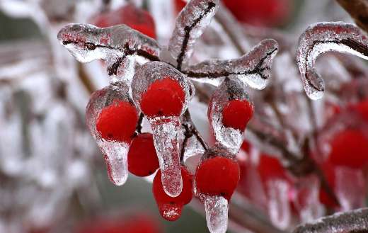 Common winterberry covered with a layer of ice