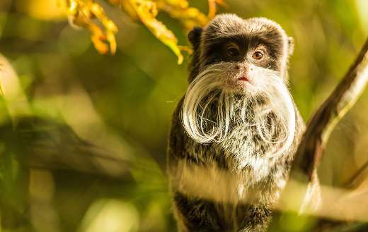 Emperor tamarin a dwarf monkey