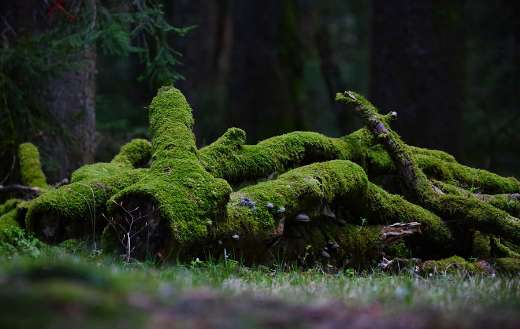 Fallen tree trunks covered in moss