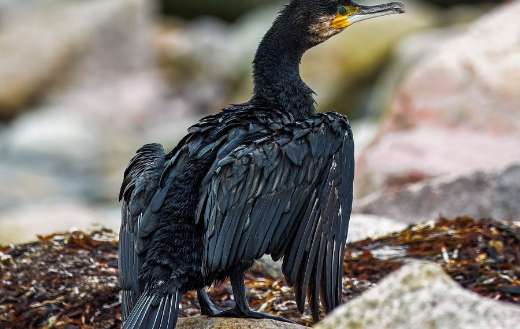 Great cormorant or Japanese cormorant