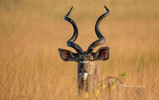 Greater male kudu antelope I
