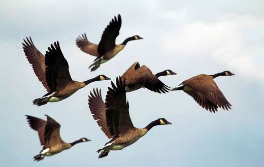 Group of flying Canada geese