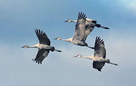 Group of flying Florida Canadian cranes