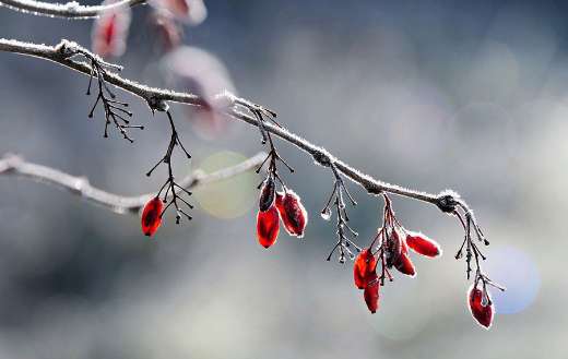 Korean barberry covered with frost