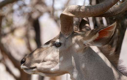 Kudu upright horn