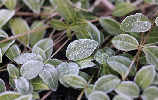 Macro leaves frost
