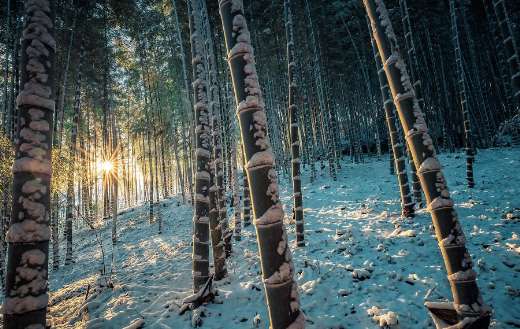 Moso bamboo Japan winter time