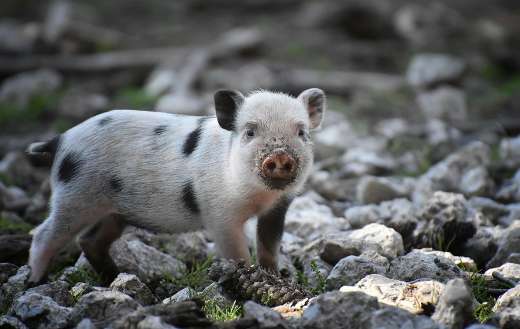 Piglet animal with black dotted color