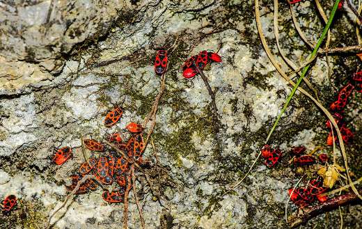 Policeman bug insects group