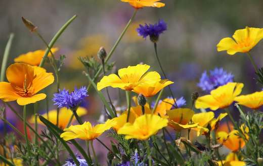 Purple and yellow so beautiful