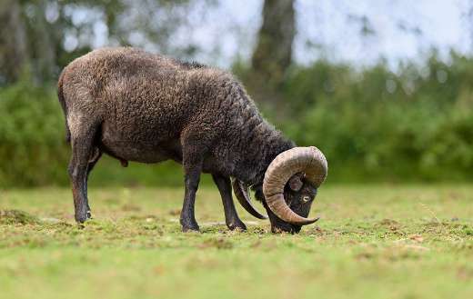 Ram of a Ouessant sheep