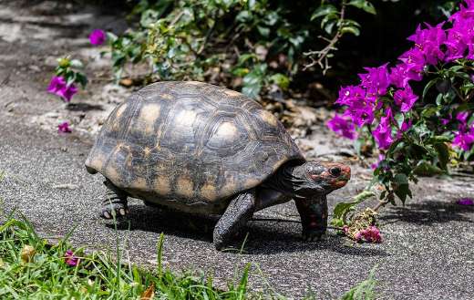Red footed tortoise