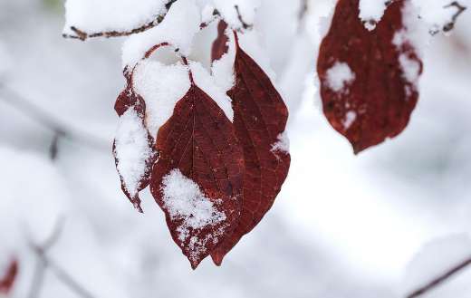 Red leaves covered with snow