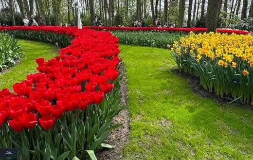 Red tulips rows daffodils row