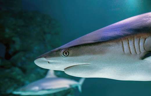 Shark grey reef puzzle