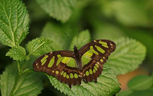 Siproeta stelenes malachite butterfly