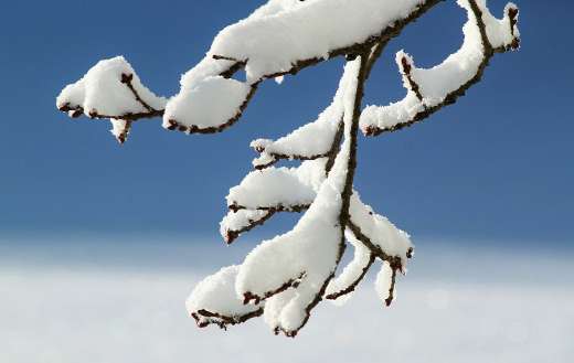 Snow covered branches of a pine tree