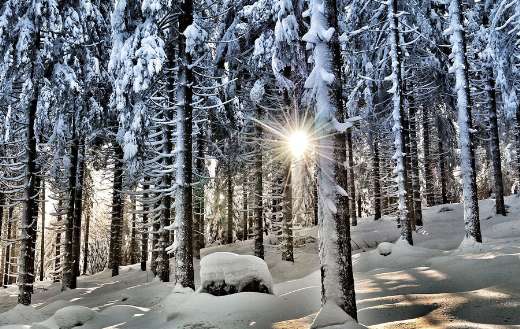 Snowy forest landscape Austria