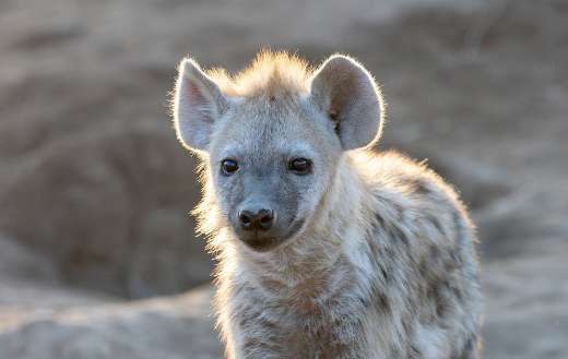 Spotted hyena puzzle