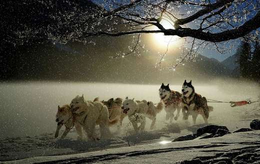 Team of sled dogs online