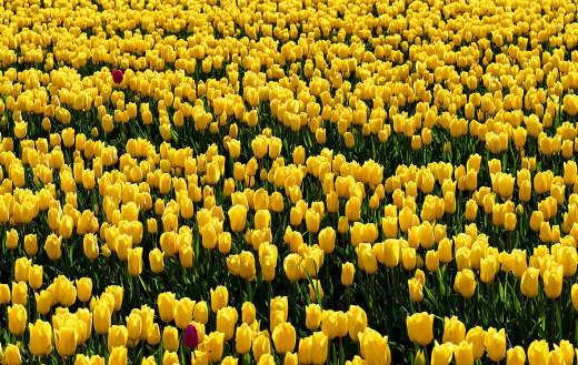Thousands yellow tulips flowers