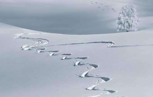 Tracks in the snow provide clues