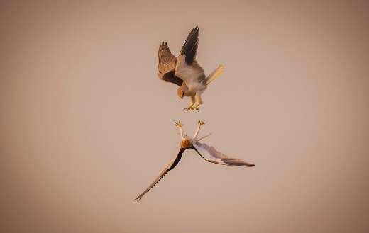 Two red kites in flight
