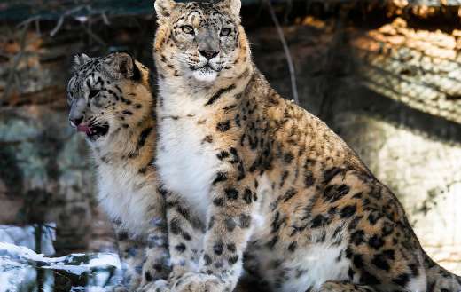 Two snow leopard