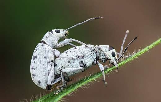 Two weevils mating