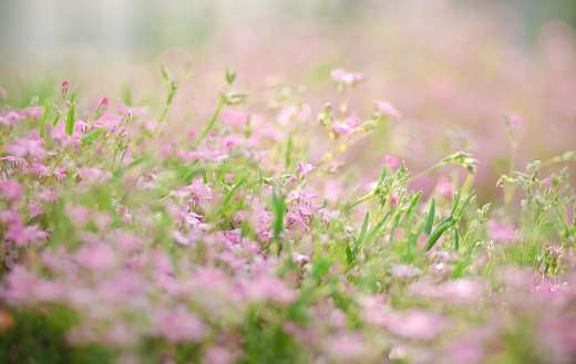 Wild rossy moss flower bed