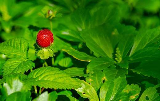 Wild strawberry in nature